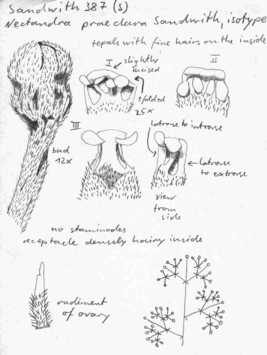 Vorschaubild Nectandra praeclara Sandwith